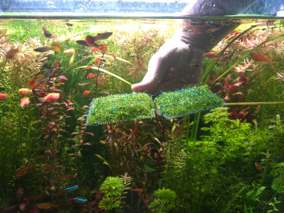 Plantas Tapete | Riccia Fluitans | Musgo de Java - Planta Aquário