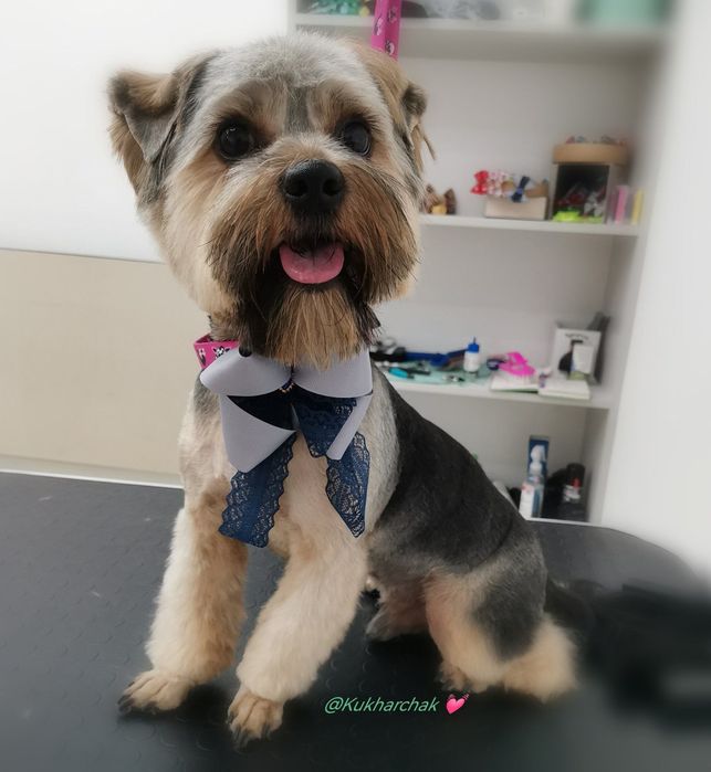 в'язка  красунчика йорка