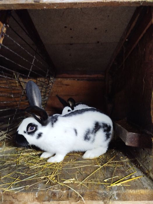 Кролі німецький строкач