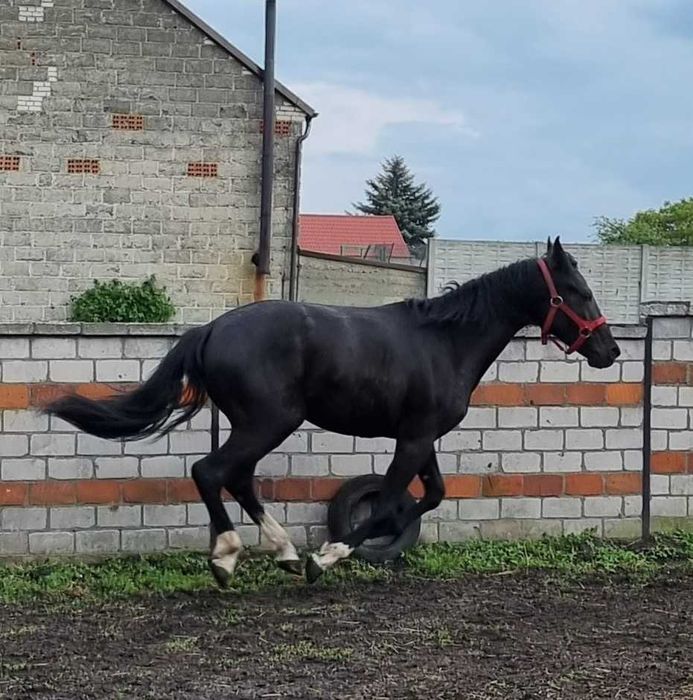 Kary ogier  na sprzedaż