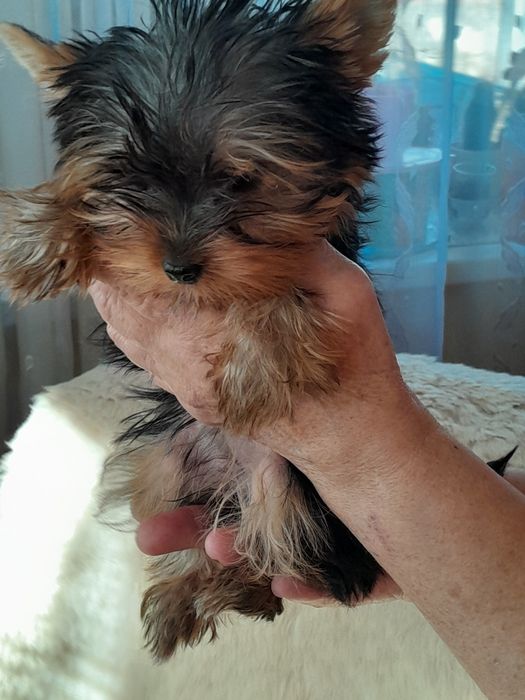 Цуценят йоркширського тер'єра