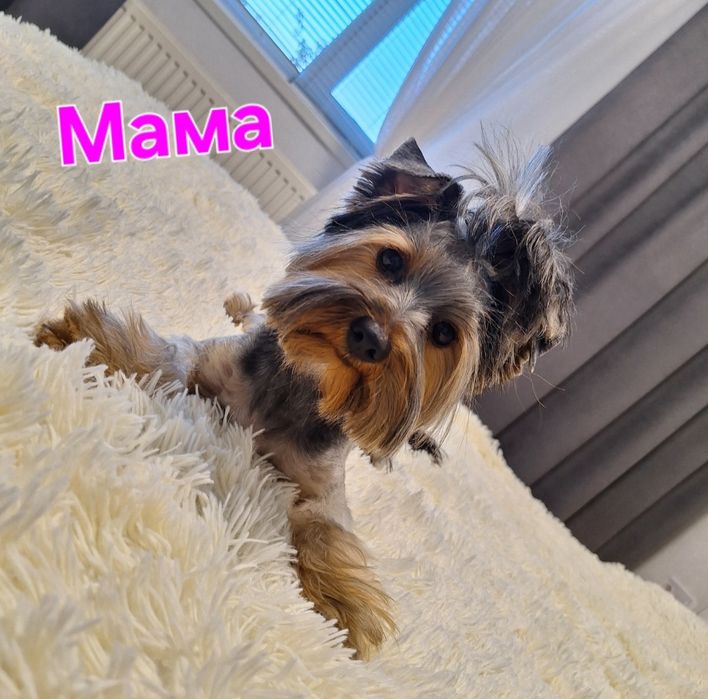 Йорчики малюки. Чикають)