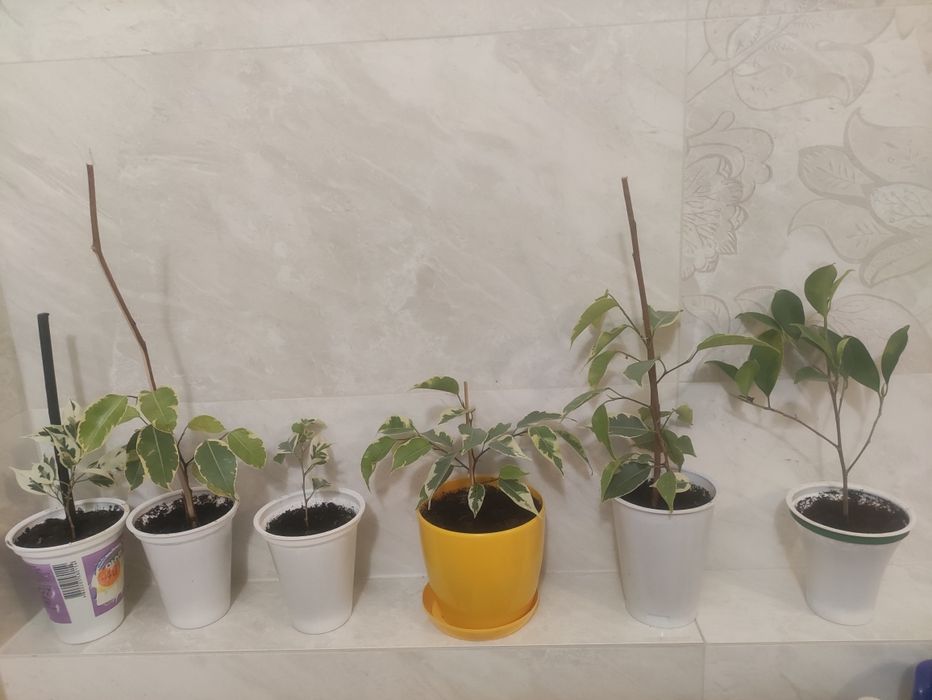 Мирт фіалки фікуси вазони кімнатні корисні очищувачі повітря