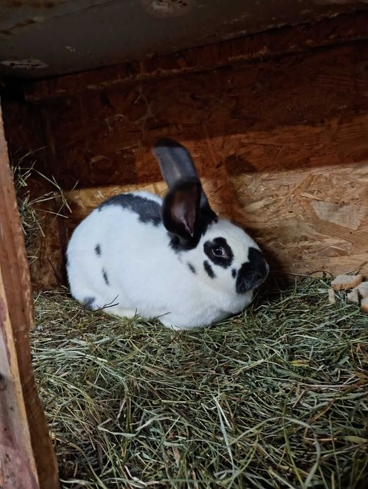 srokacz niemiecki  bialo niebieski samica