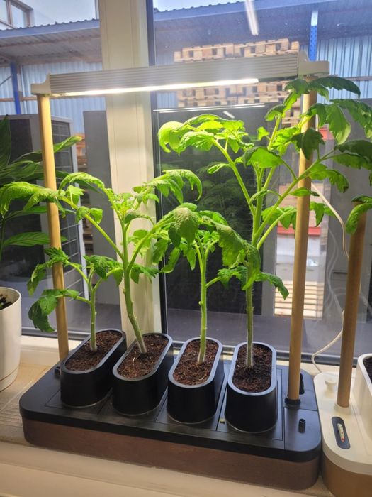 Mini AUK domowy ogródek