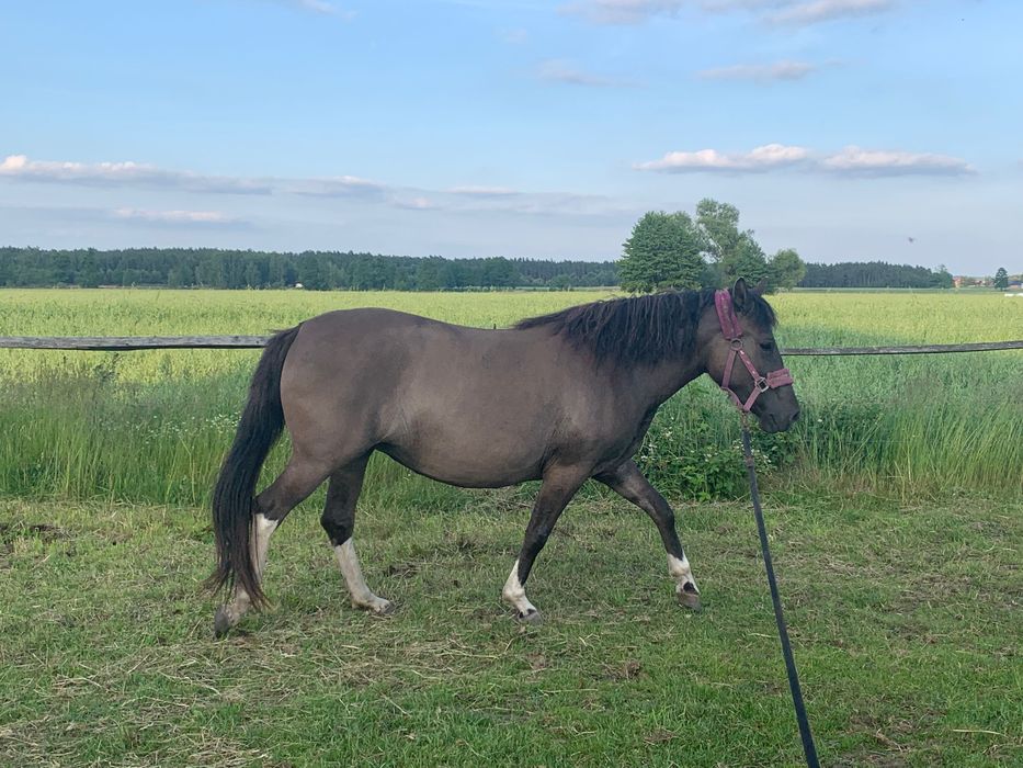 Sprzedam dwie klacze