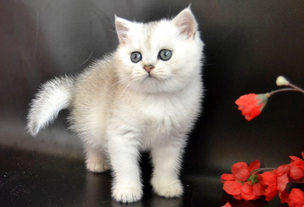 Суперовые клубные шиншиллы в серебре