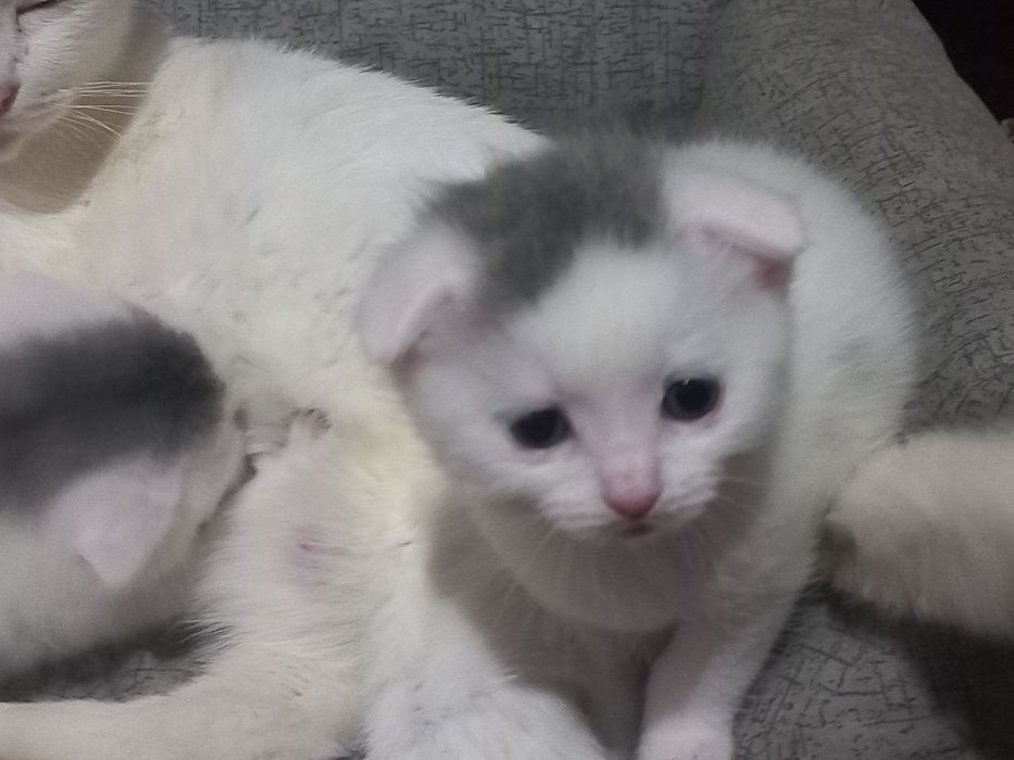 Висловуха дівчинка