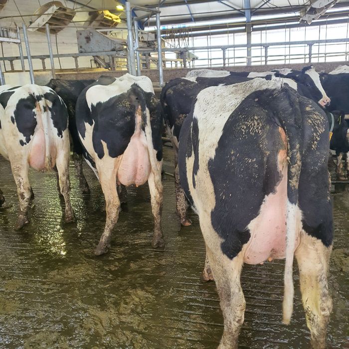 Krowy, pierwiastki ,jałówki ,hf