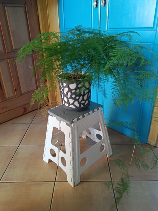 Kwiat Szparag pierzasty Paprotka