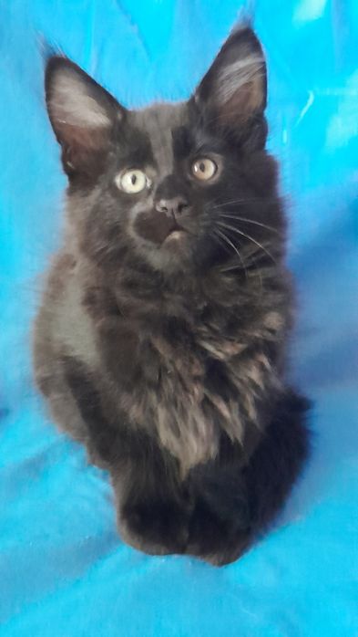 Гарні кошенята мейн кун.