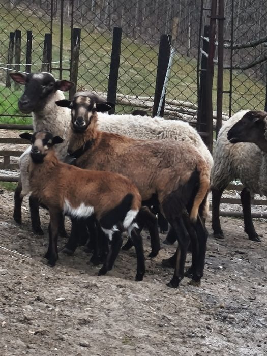 Sprzedam owce kameruńską