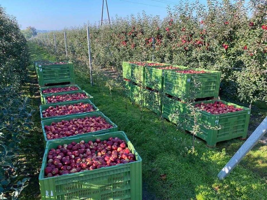 Skrzyniopalety plastikowe, Palbox 110 FA, Logo Gratis ! 360 zł netto