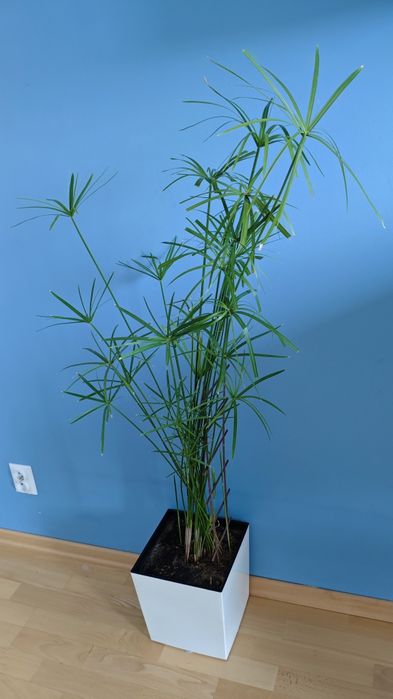 Piękny Duży Papirus z Doniczką