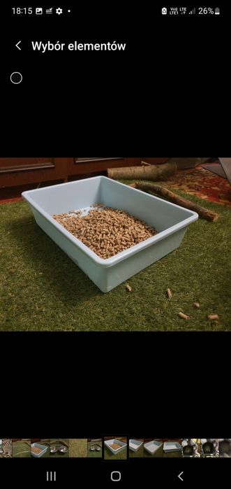 Królik mini lop  Karzeł teddy Baran fr