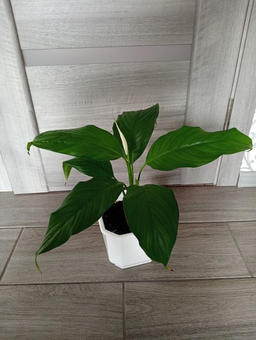 Кімнатні рослини! Фікуси, Спатифілуми. Великий розпродаж