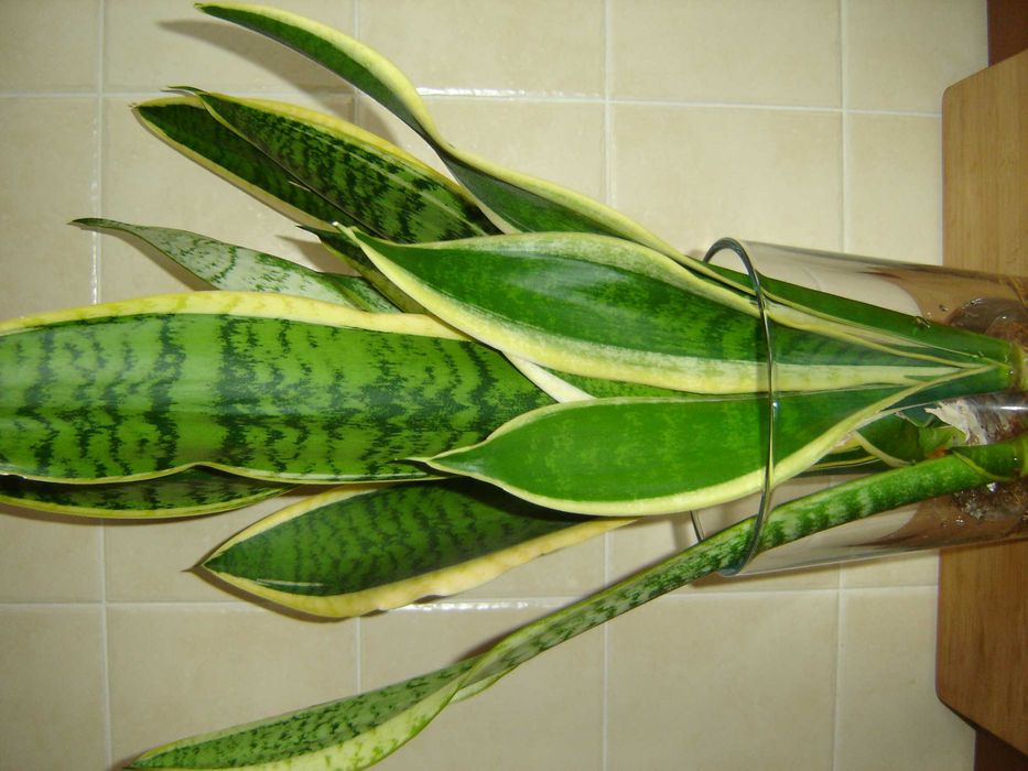 Sansewieria gwinejska Futura Superba