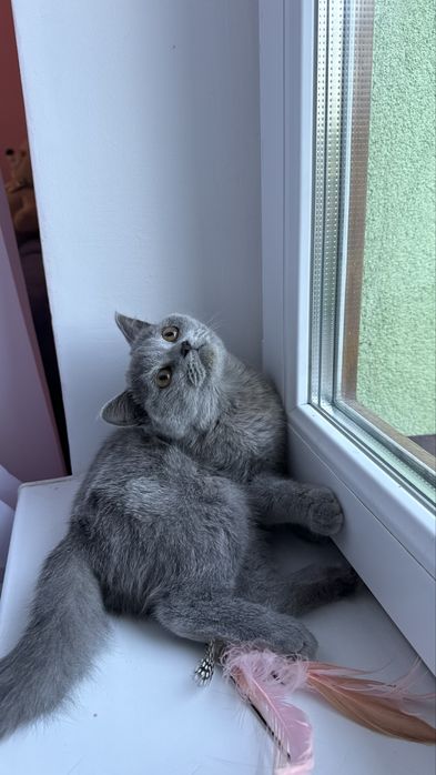 Британське короткошерстне кошеня