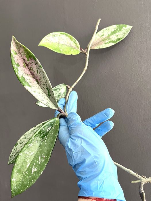 hoya pubicalyx silver splash