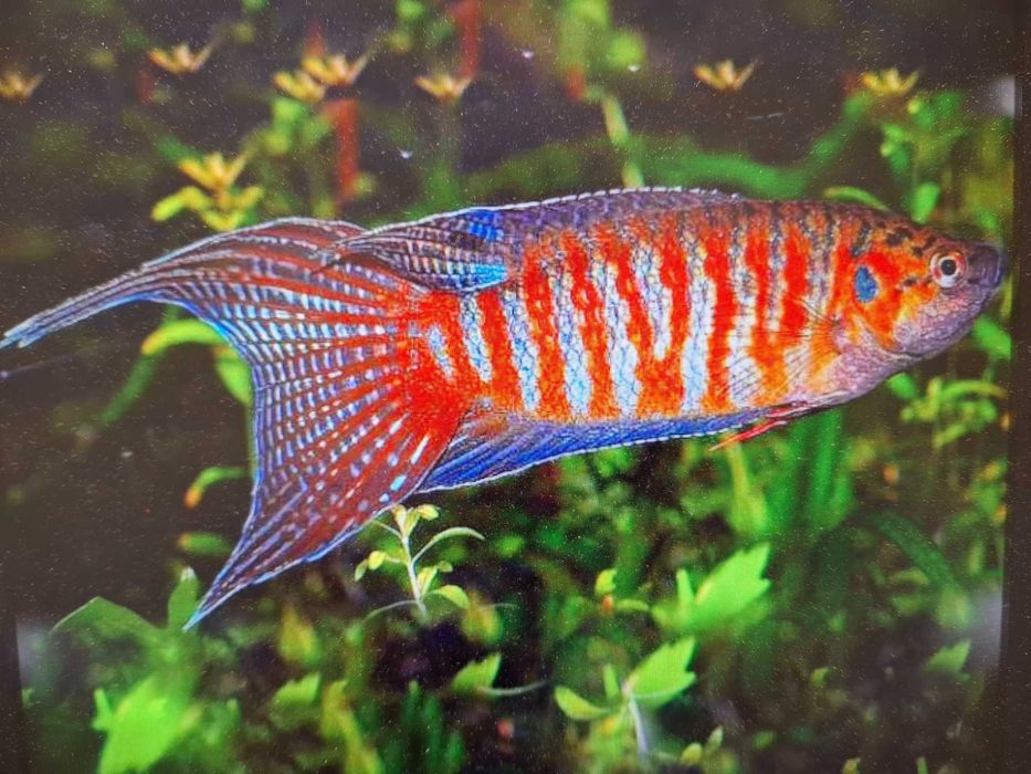 wielkopłetw wspaniały