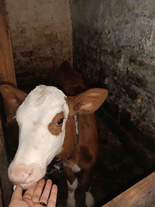 Продам теличку два місяці