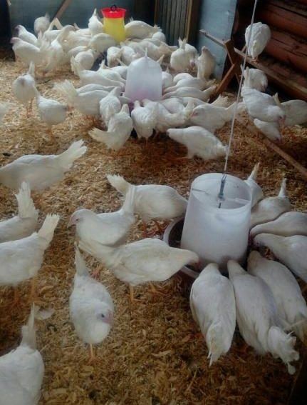 курочки несушки молодые Декалб Уайт куры несушки