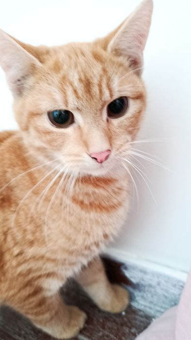 Кошенята шукають домівку