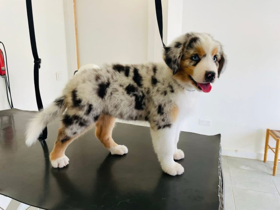 Pastor australiano com LOP