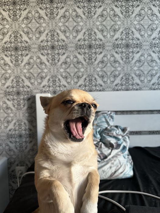 Продам чихуахуа и шпица