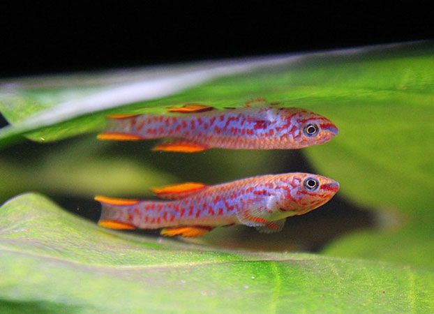 GB Proporczykowiec Gardnera