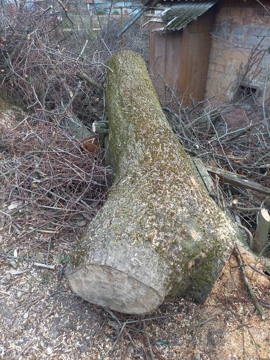 Стовбури  липи та ясеня.