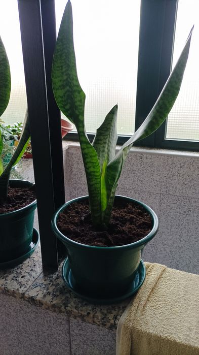 Vasos de espadas de são Jorge