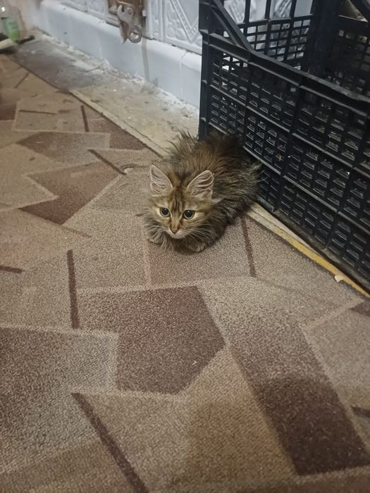 Кошення шукає собі люблячу сім'ю