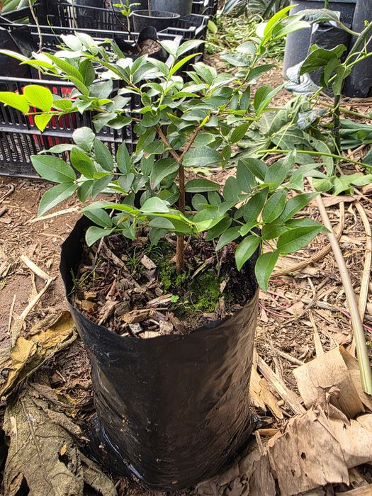 Planta de Jabuticaba Sabara