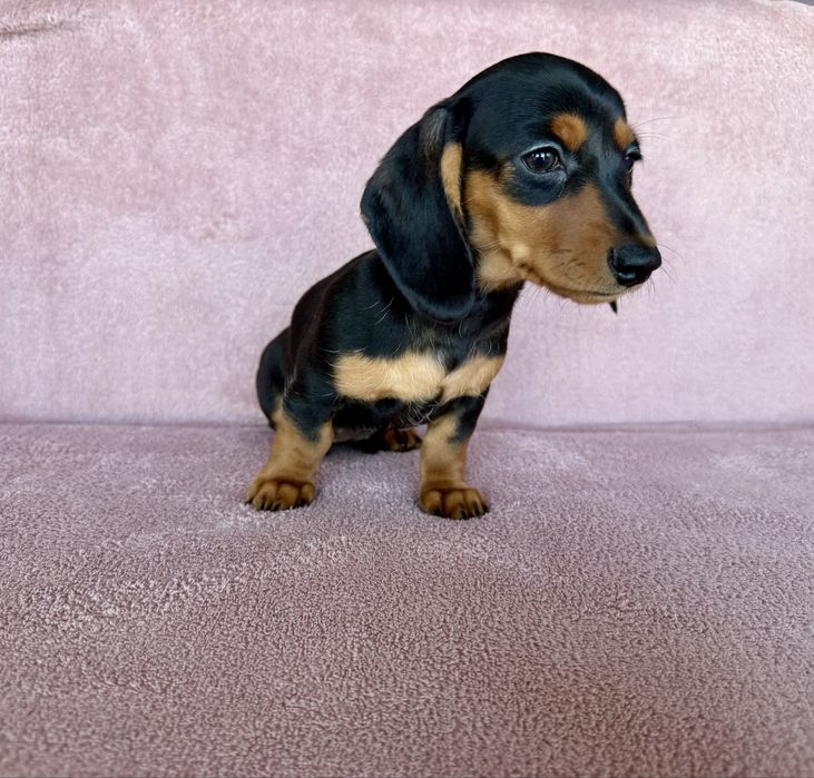 Jamnik miniaturowy suczka