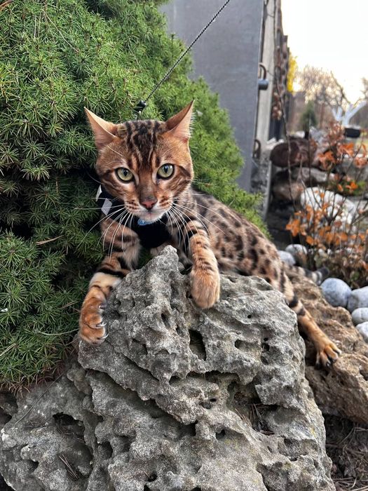 Бенгальський кіт