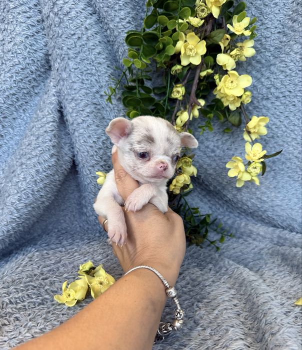 Excecional super mini menina  Chihuahua/Chiuaua ,Qualidade