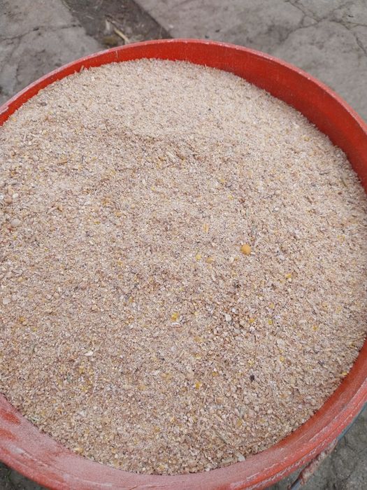 Pasza śruta dla kur niosek