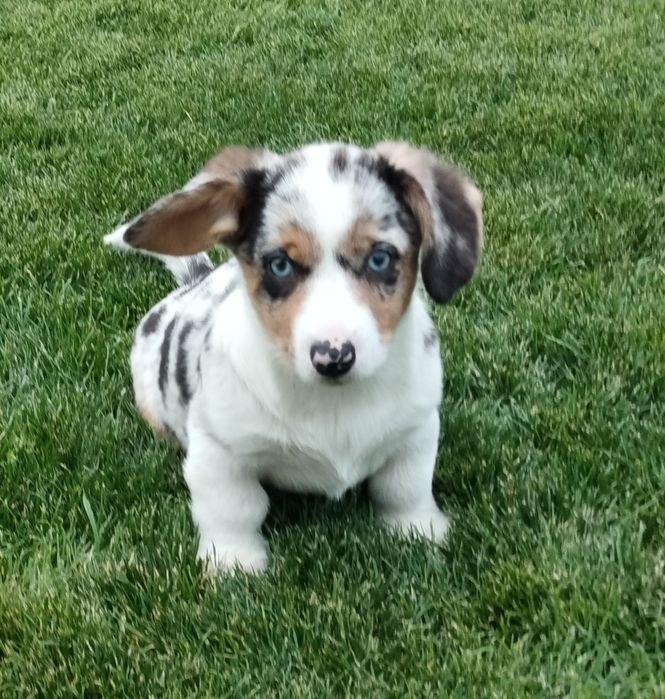 Welsh Corgi Cardigan FCI