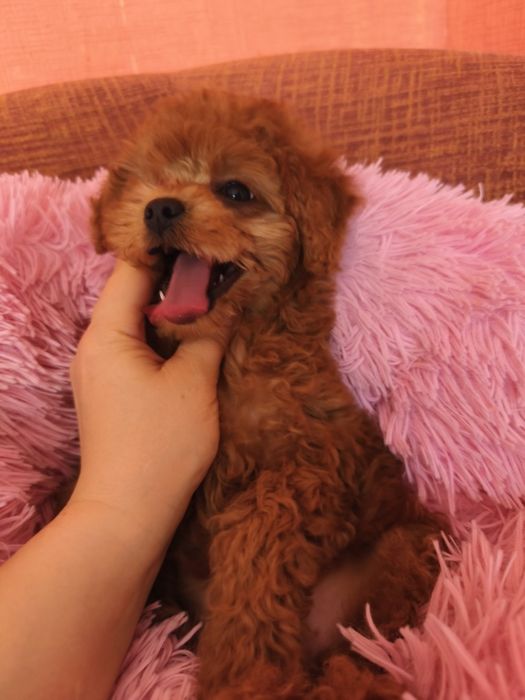 Міні дівчинка мальтіпу 3 місяці.