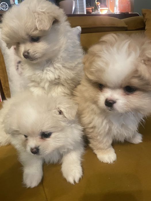 Pomeranian szpic miniaturowy Shih tzu Pomshi Szczeniak szczeniaki pies