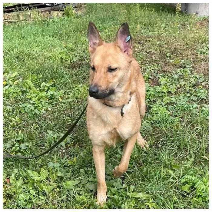 Молодая собака, 2 года