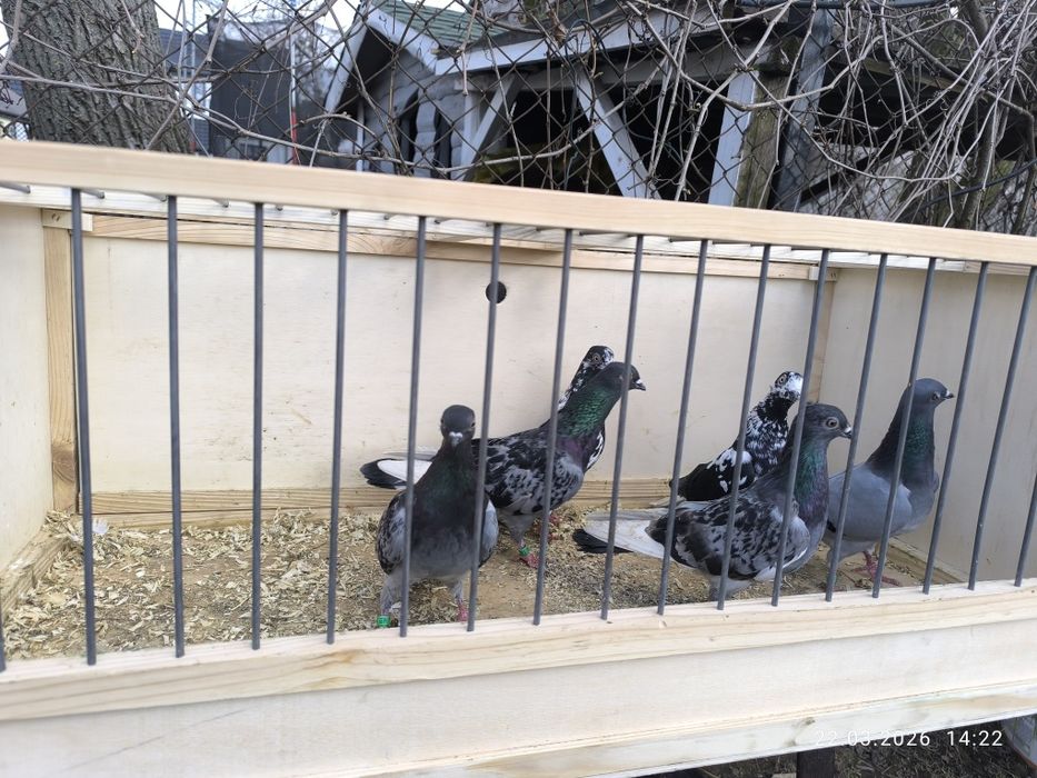 Czaposze Berliny budapeszty