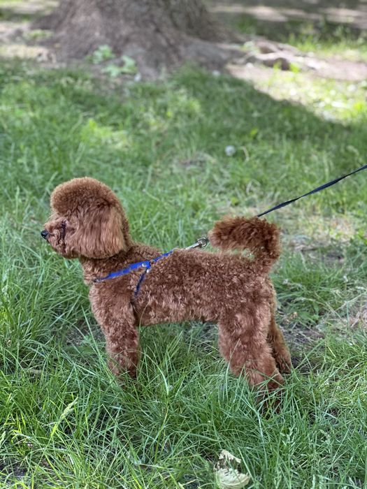 Опытный пудель для вязки