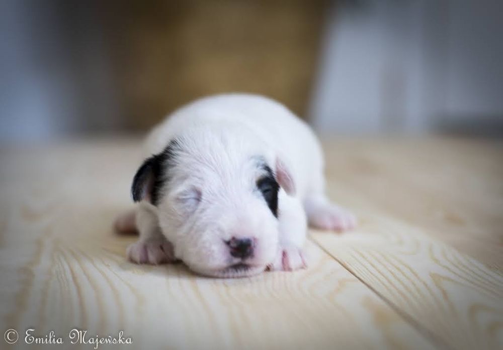 Parson Russell Terrier - Szczeniak FCI