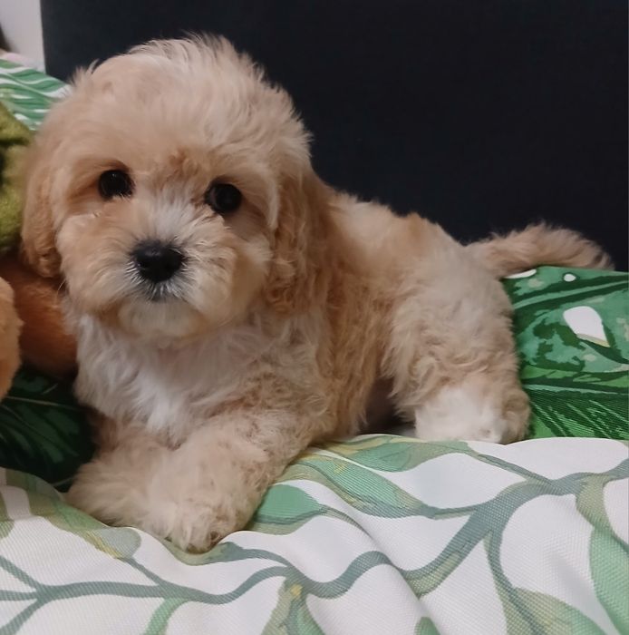 Cavapoo  dziewczynka
