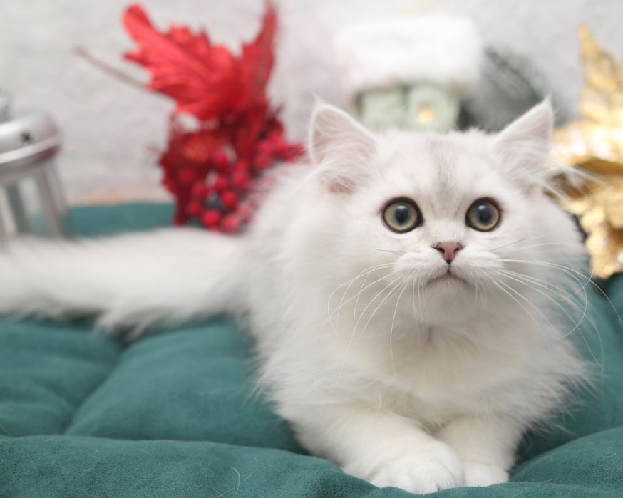 Шотландские котята в окрасе черная серебристая шиншилла