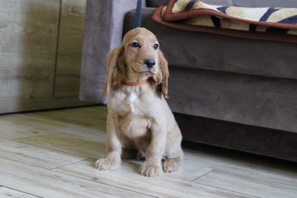 Cocker spaniel angielski Piesek