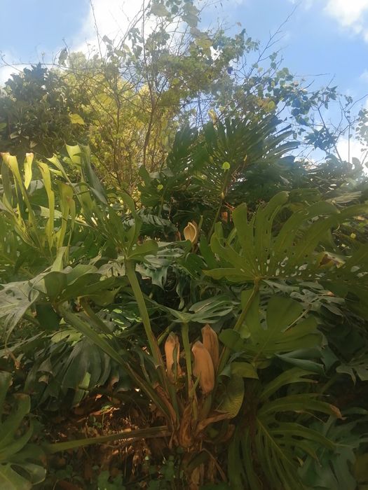 Fruto de Costela de Adão - ananás banana