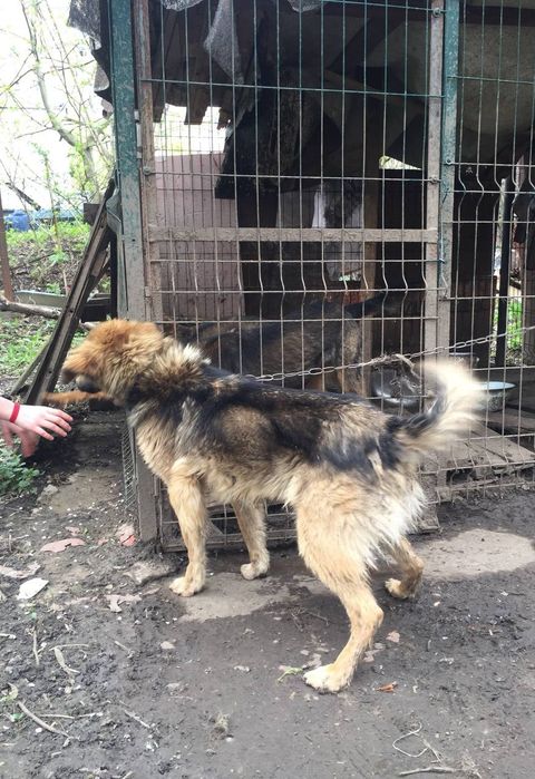 Віддам собак в хороші руки (безкоштовно)